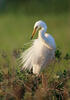 Grote zilverreiger