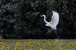 Grote zilverreiger