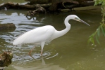 Grote zilverreiger