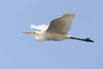 Grote zilverreiger