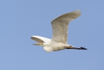 Grote zilverreiger