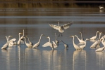 Grote zilverreiger