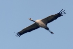 Grulla común