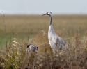 Grulla común