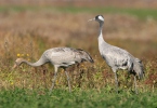 Grulla común