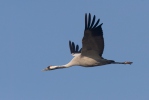 Grulla común