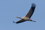 Grulla común