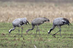 Grulla común