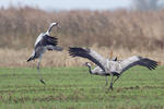 Grulla común