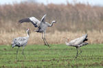 Grulla común