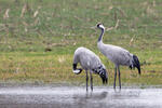 Grulla común