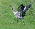 Grulla común