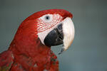 Guacamayo rojo, guacamayo aliverde