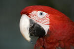 Guacamayo rojo, guacamayo aliverde