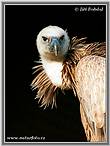 Gyps fulvus
