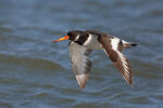 Haematopus ostralegus