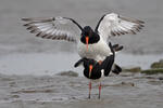 Haematopus ostralegus