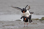 Haematopus ostralegus