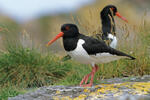 Haematopus ostralegus