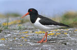 Haematopus ostralegus