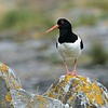 Haematopus ostralegus