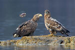 Haliaeetus albicilla