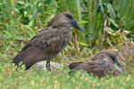 Hamerkop