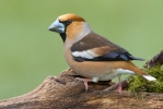 Hawfinch