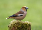 Hawfinch