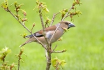 Hawfinch