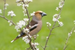 Hawfinch