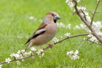 Hawfinch