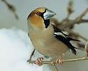 Hawfinch