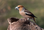 Hawfinch