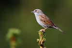 Hedge Accentor