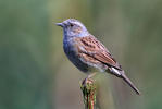 Hedge Accentor