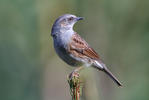 Hedge Accentor