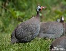 Helmeted Guineafowl