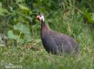 Helmeted Guineafowl