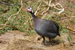 Helmeted Guineafowl