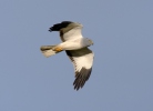 Hen Harrier