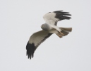 Hen Harrier