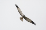 Hen Harrier