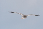 Hen Harrier