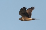 Hen Harrier