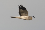 Hen Harrier