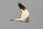 Hen Harrier