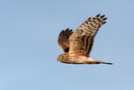 Hen Harrier