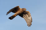 Hen Harrier