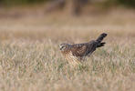 Hen Harrier